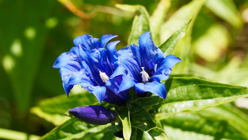 Asclepias: benefici e utilizzi dell’erba