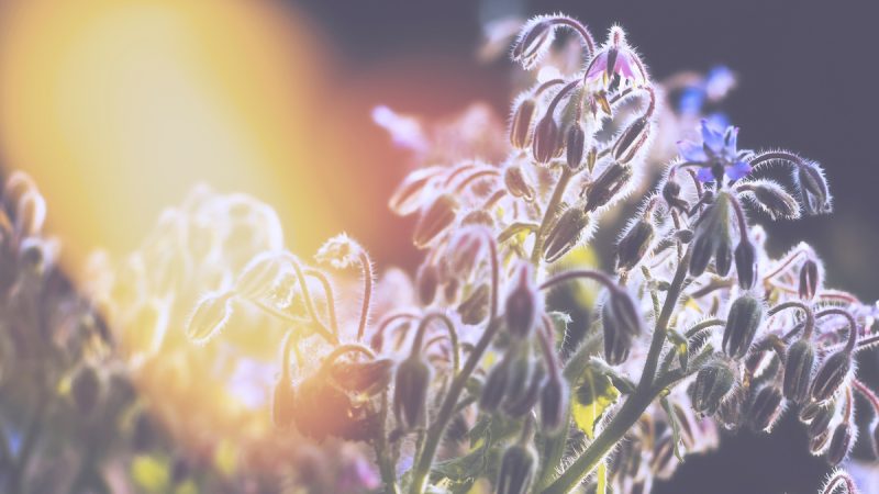 Borragine: benefici e utilizzi della pianta
