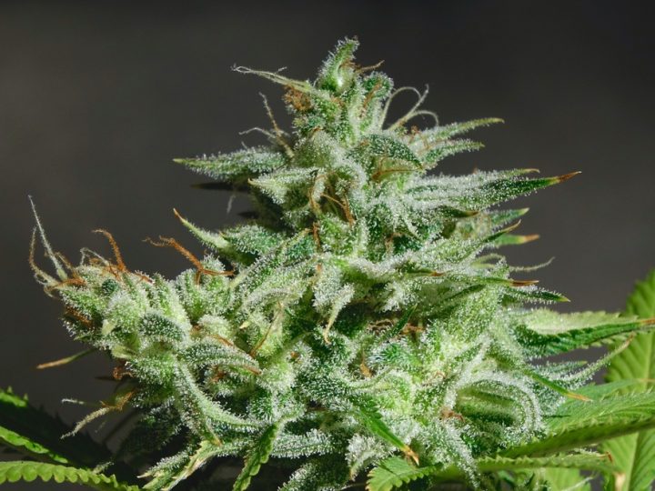 Cola Nitida: scopri i benefici e gli utilizzi di questa pianta
