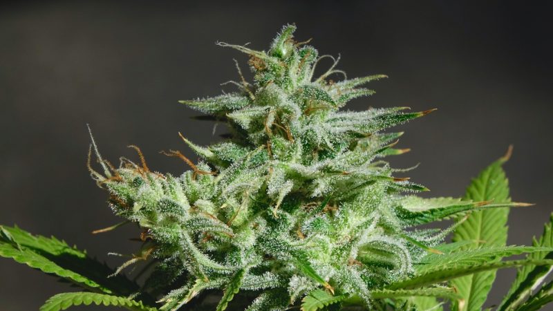 Cola Nitida: scopri i benefici e gli utilizzi di questa pianta