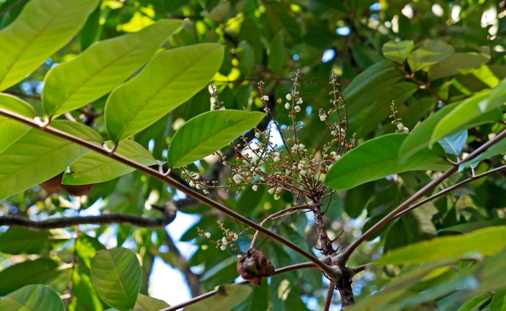 Copaiba