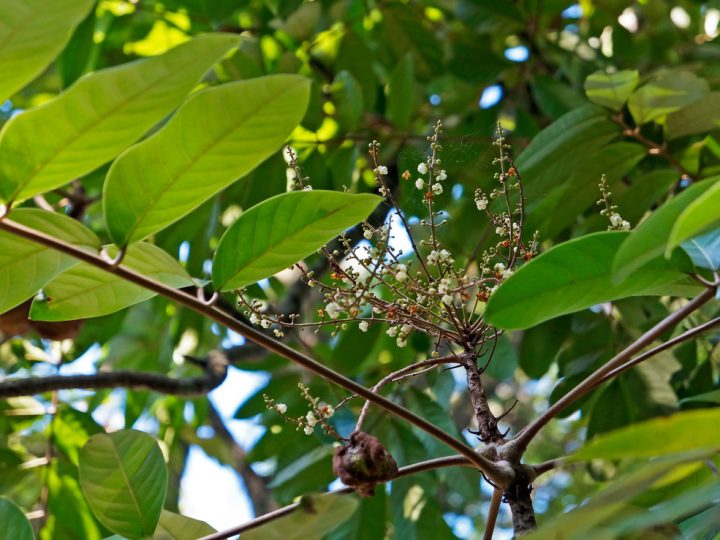 Copaiba: benefici e utilizzi di questa erba