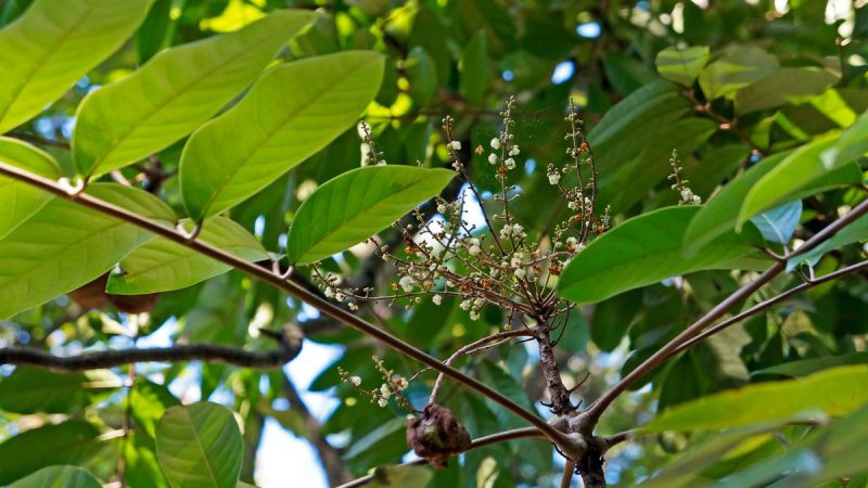 Copaiba: benefici e utilizzi di questa erba