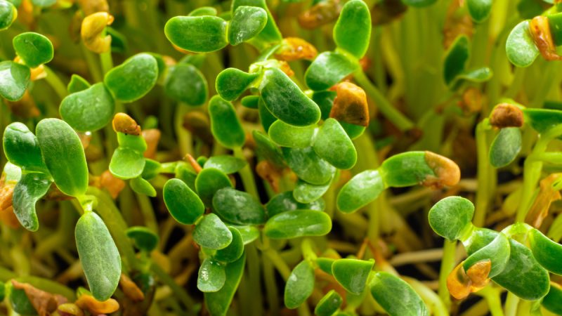 Fieno Greco: benefici e utilizzi della pianta