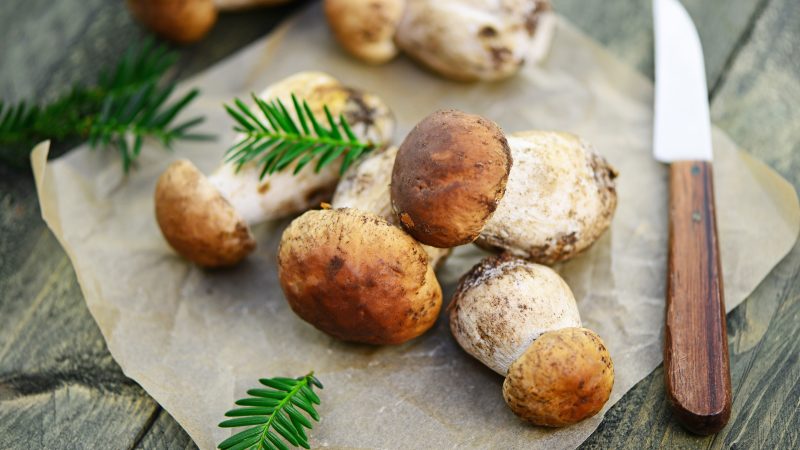 I funghi fanno ingrassare? Salutari e versatili spesso inseriti nelle diete bilanciate