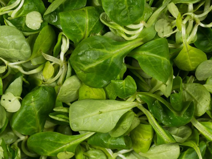 Lattuga Virosa: benefici e utilizzo della pianta