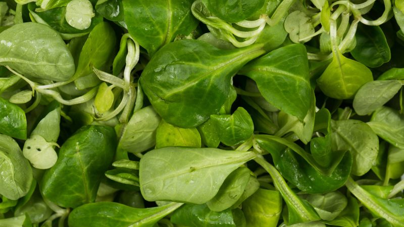 Lattuga Virosa: benefici e utilizzo della pianta