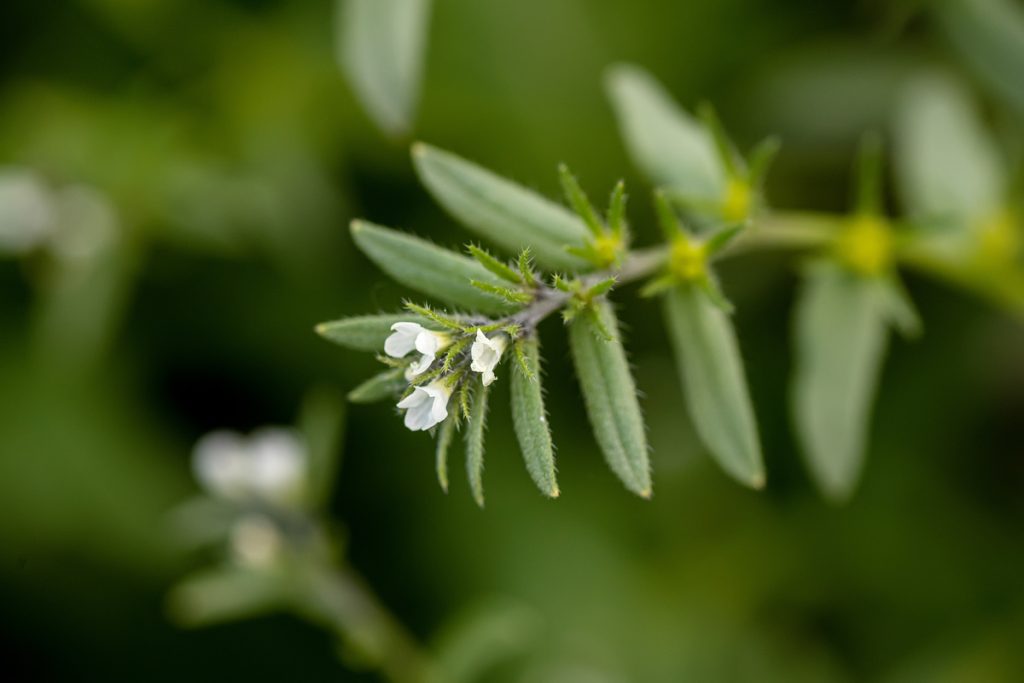 Litospermo