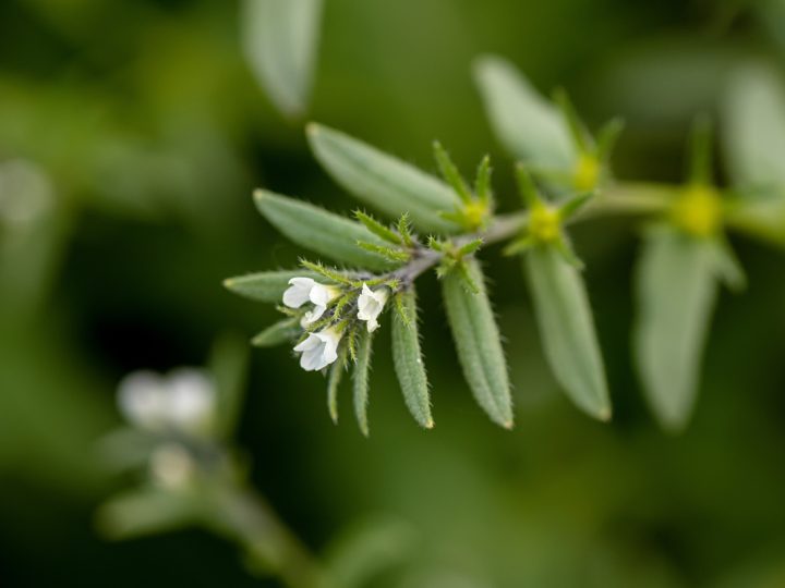 Litospermo: benefici e utilizzi della pianta
