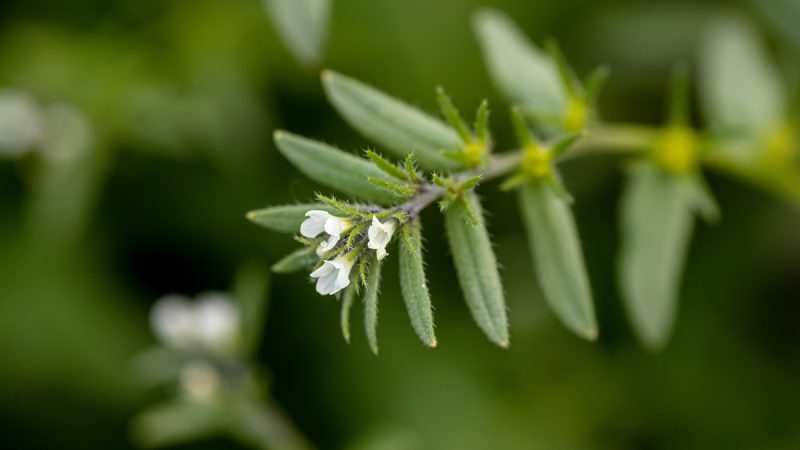Litospermo: benefici e utilizzi della pianta