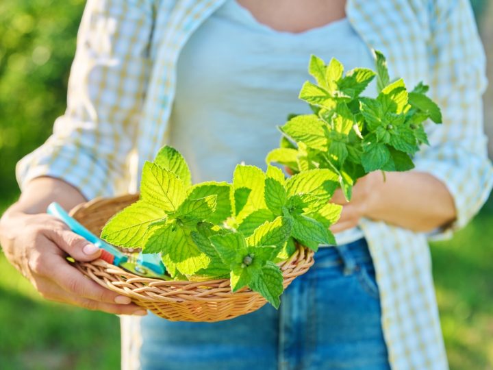 Mentastri: benefici e utilizzi della pianta
