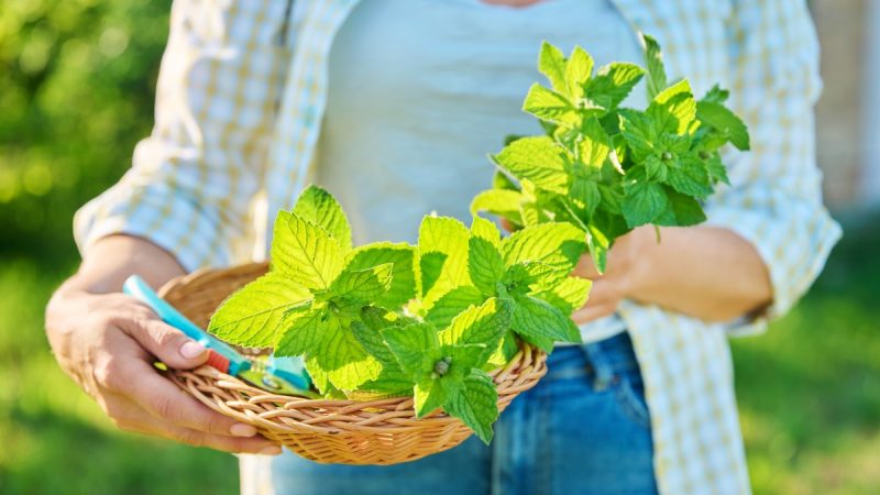 Mentastri: benefici e utilizzi della pianta