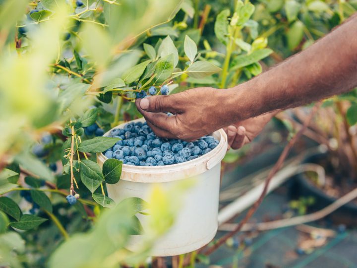 Mirtillo Nero: benefici e utilizzi di questo frutto benefico