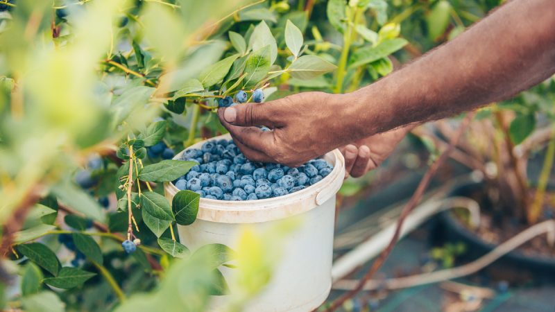 Mirtillo Nero: benefici e utilizzi di questo frutto benefico