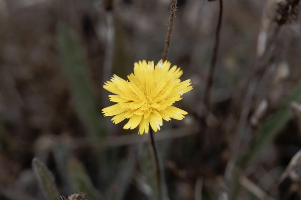 Pilosella