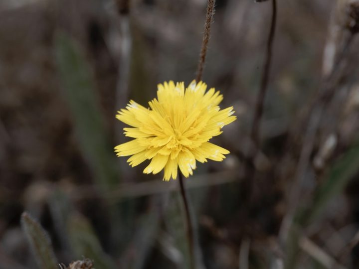 Pilosella: benefici e utilizzi della pianta