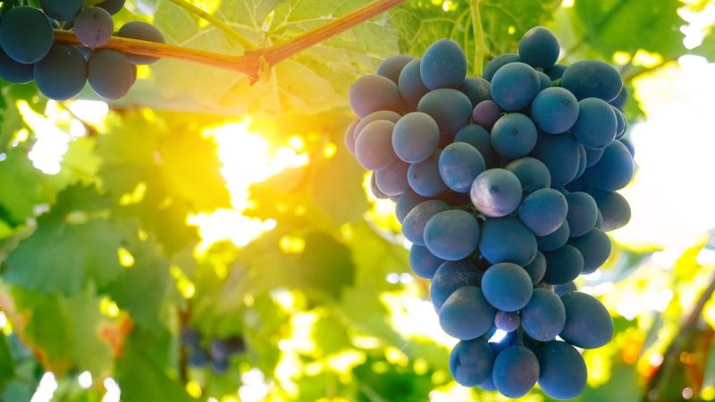 L’uva fa ingrassare? Tutti i dettagli sui valori nutrizionali