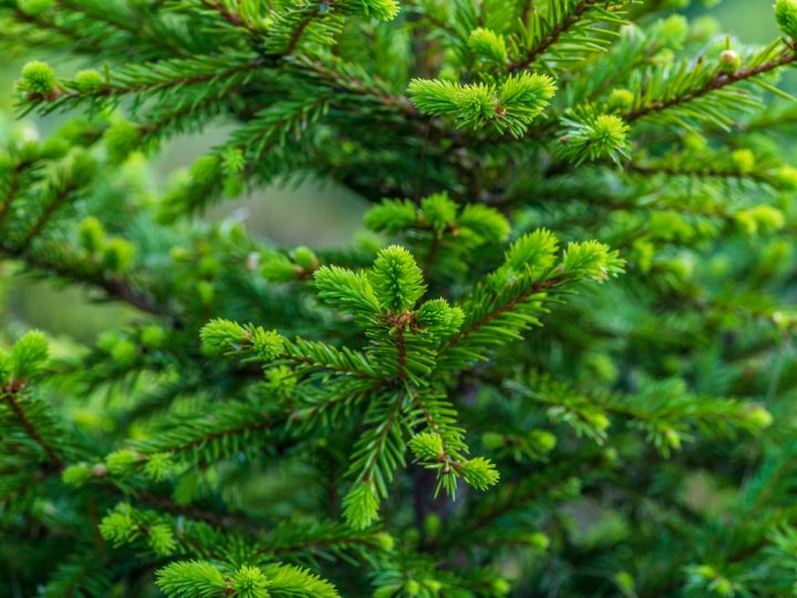 Abete: benefici e utilizzi dell’erba