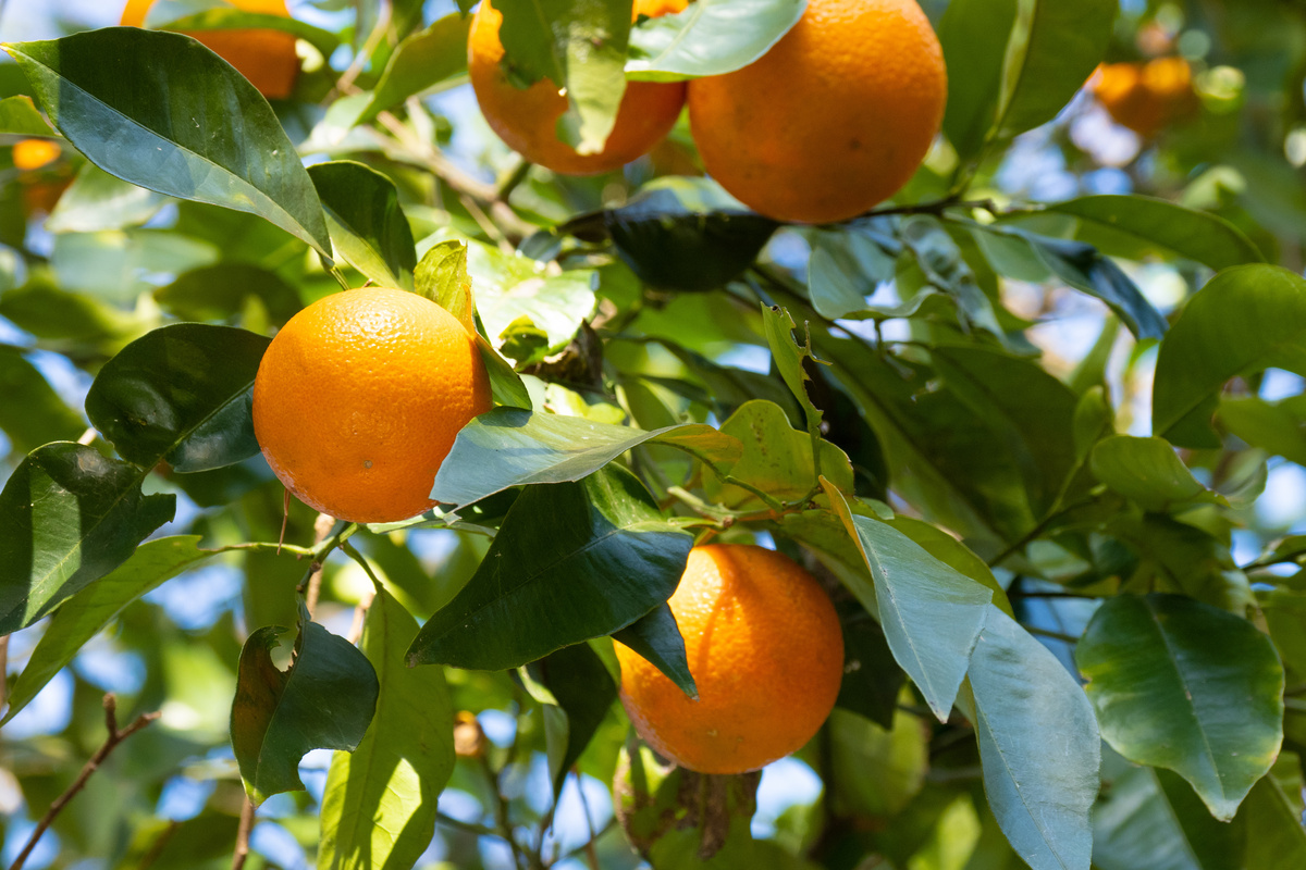 Arancio Amaro