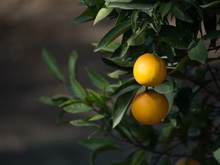 Arancio Amaro: benefici ed utilizzi