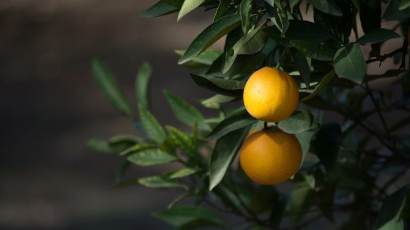 Arancio Amaro: benefici ed utilizzi