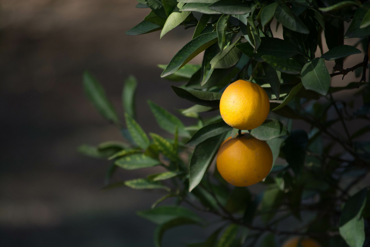 Arancio Amaro: benefici ed utilizzi
