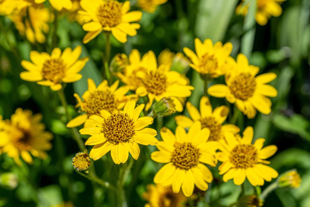 Arnica
