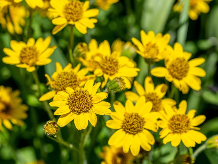 Arnica: benefici e utilizzi dell’erba