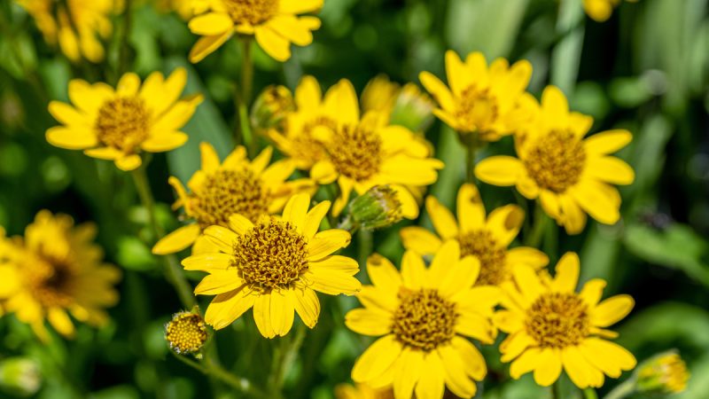 Arnica: benefici e utilizzi dell’erba