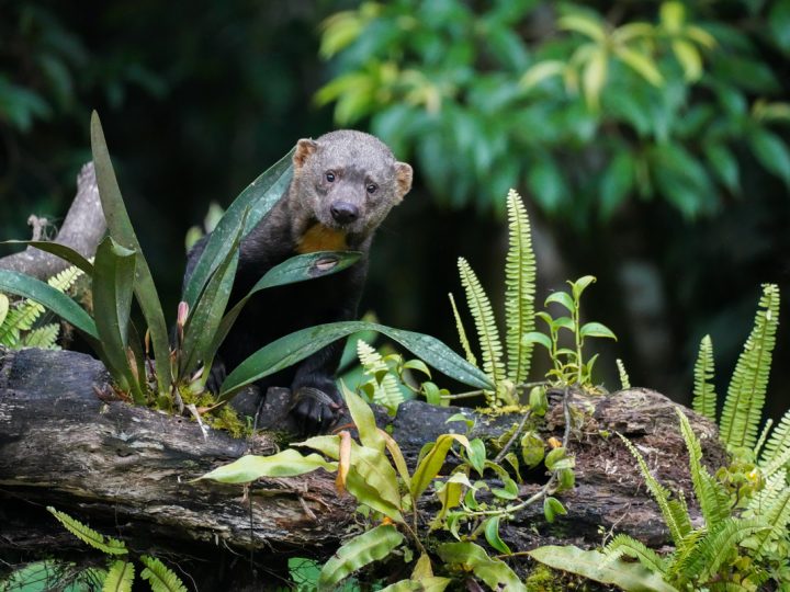 Balsamo del Perù: benefici ed utilizzi