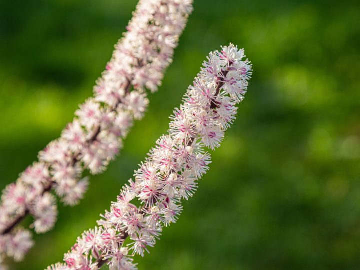 Cimicifuga: benefici e utilizzi
