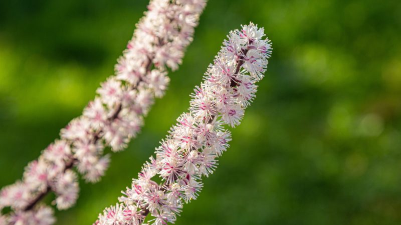 Cimicifuga: benefici e utilizzi