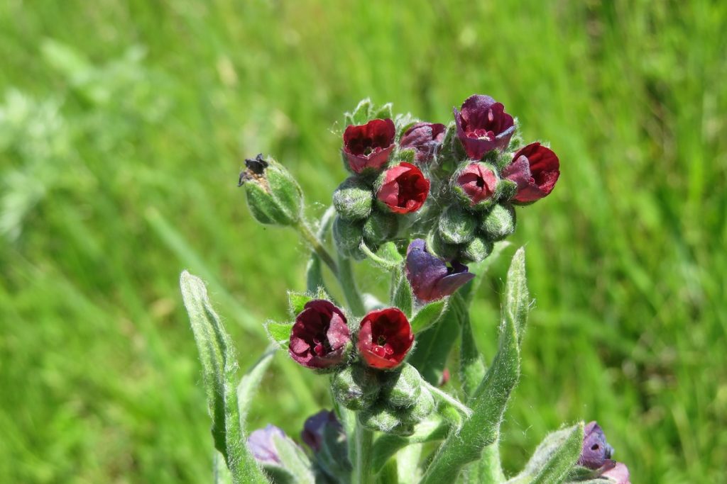 Cinoglossa