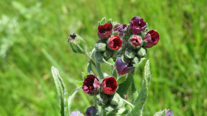 Cinoglossa: benefici ed utilizzi della pianta