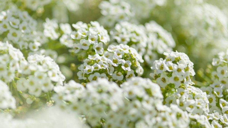 Coclearia: benefici e utilizzi della pianta