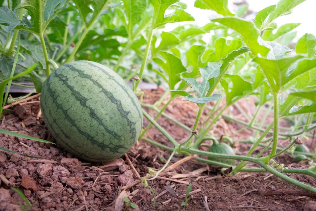 Cocomero Asinino