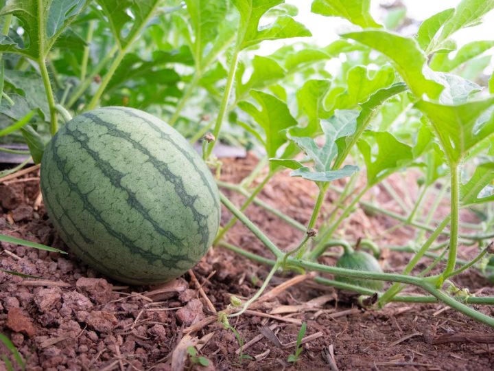 Cocomero Asinino: benefici ed utilizzi