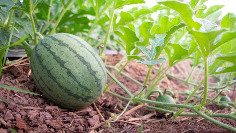 Cocomero Asinino: benefici ed utilizzi