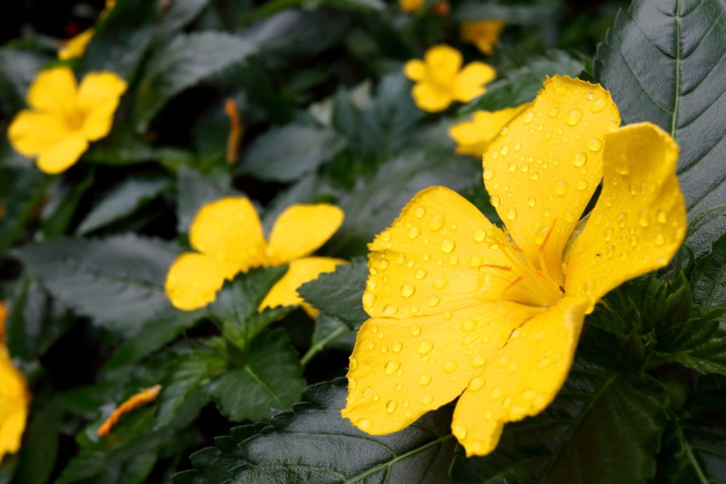 Damiana