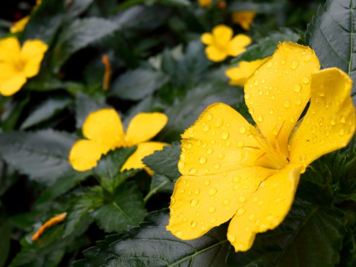 Damiana: benefici e utilizzi