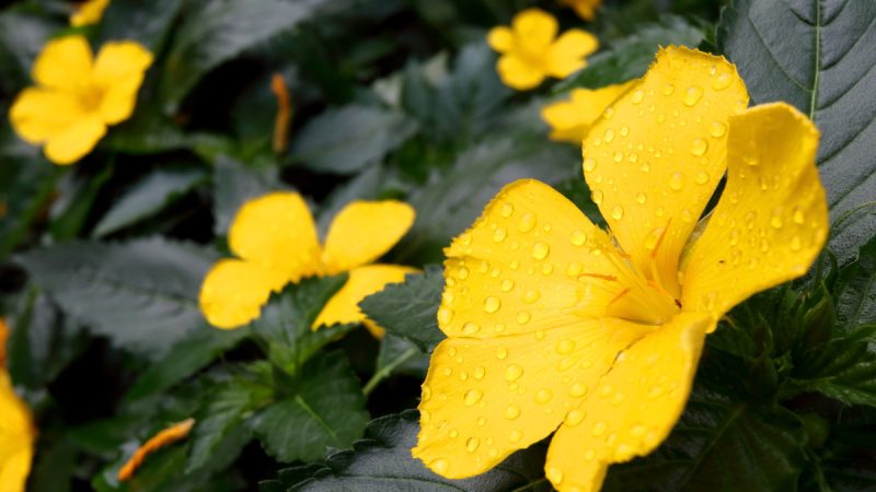 Damiana: benefici e utilizzi