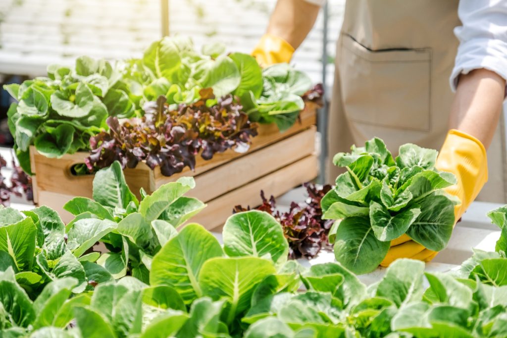Dieta vegetariana