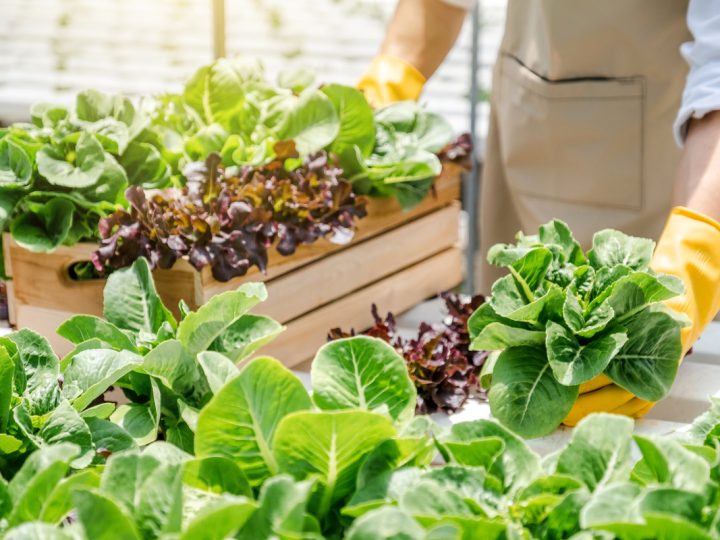 Dieta vegetariana: i vantaggi e esempio di menu