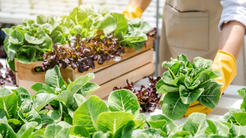 Dieta vegetariana: i vantaggi e esempio di menu