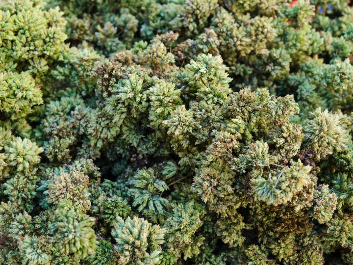 Dittamo Cretico: benefici ed utilizzi