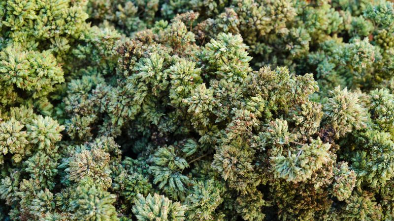Dittamo Cretico: benefici ed utilizzi