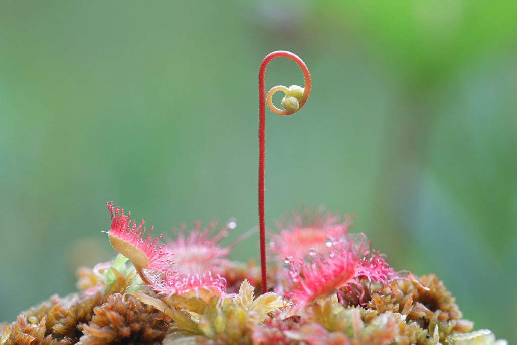 Drosera