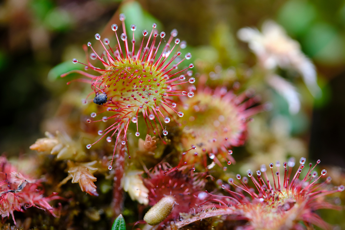 Drosera