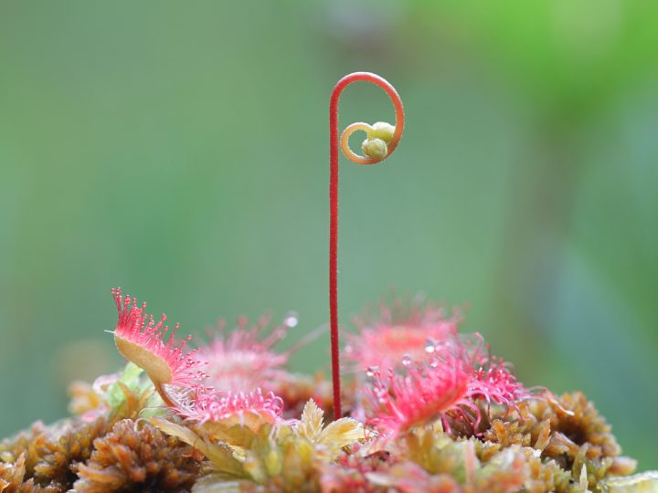 Drosera: benefici ed utilizzi