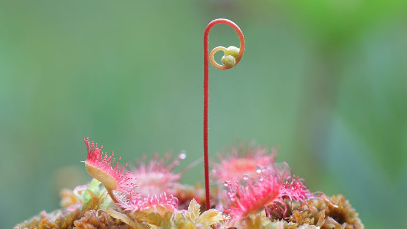 Drosera: benefici ed utilizzi